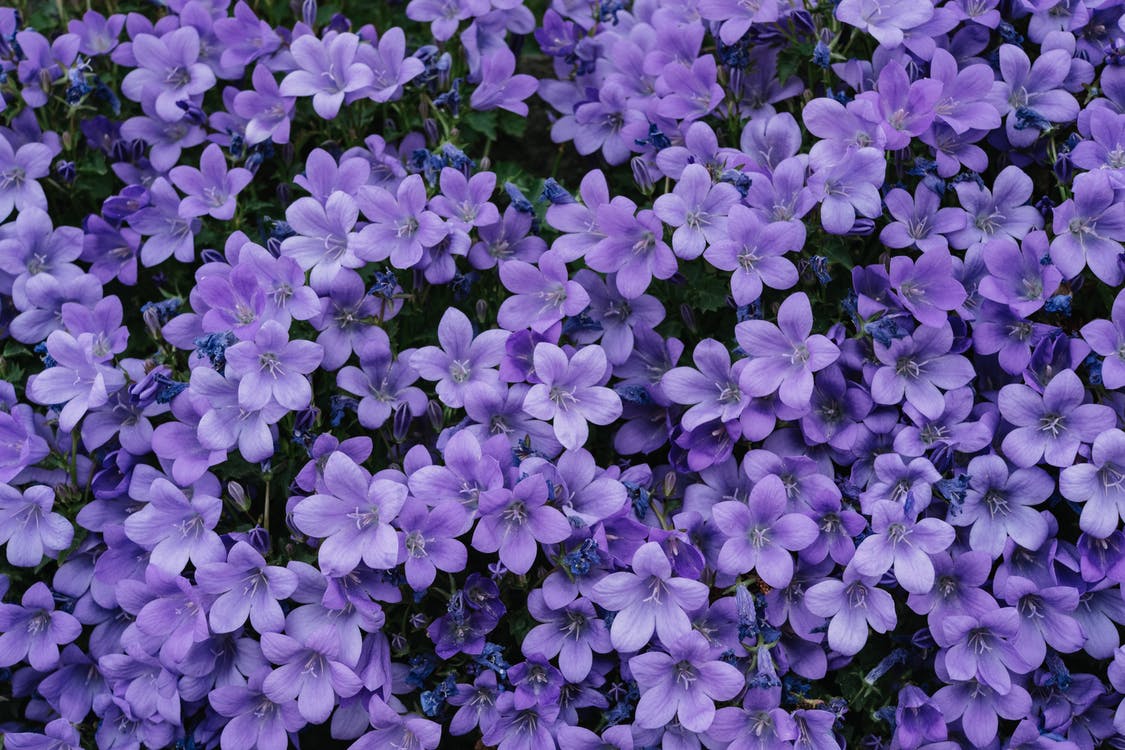 close up of of purple petaled flowers